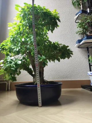 Durantha Repens Bonsái