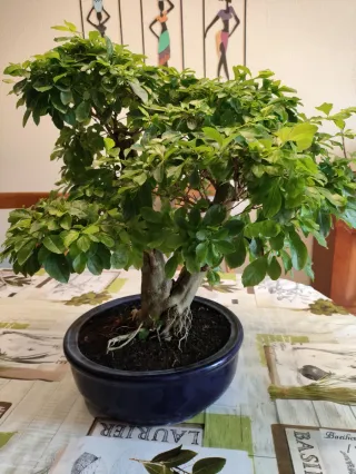 Durantha Repens Bonsái