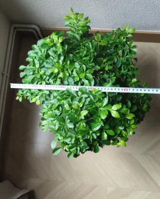 Durantha Repens Bonsái