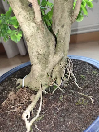 Durantha Repens Bonsái