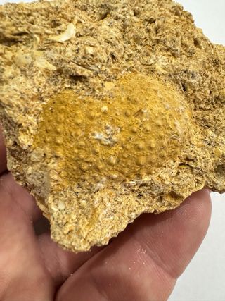 Erizo Fósil en Matriz  de alta calidad