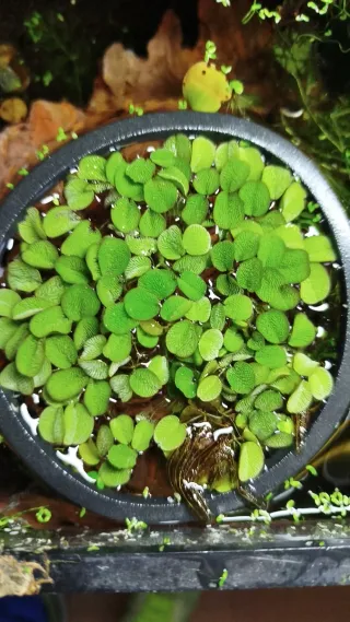 Pack plantas acuáticas para David