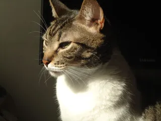 Cámara digital Sony CyberShot DSC-W320 Rosa / Fuc