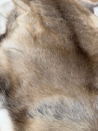 Alfombra de reno sin estrenar Laponia, Finlandia