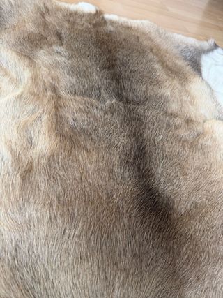 Alfombra de reno sin estrenar Laponia, Finlandia