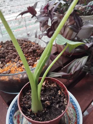 Alocasia en maceta