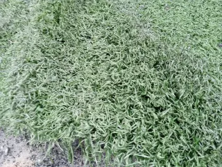 Venta césped artificial