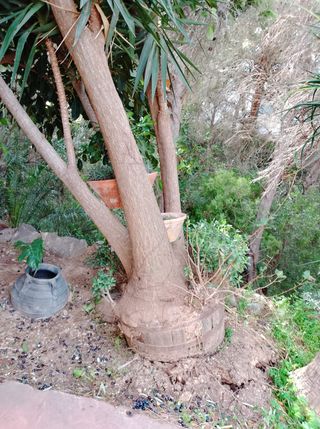 Regalo Yuca Grande 5-6m