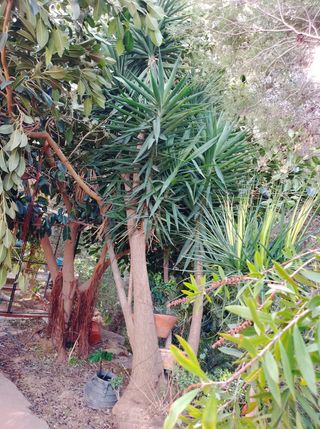 Regalo Yuca Grande 5-6m