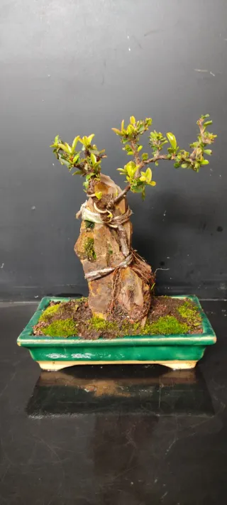 Bonsái Piracanta en Roca