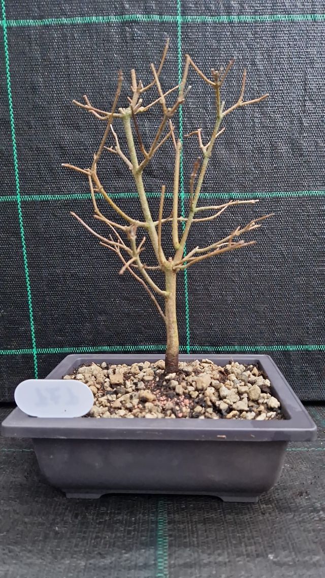 Bonsai di Acero Tridente Acer Buergerianum 171