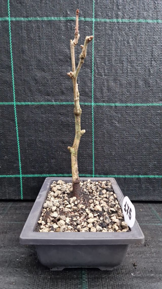 Bonsai di Ginkgo Biloba 175