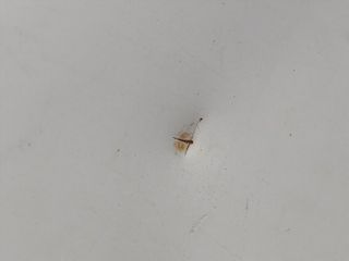 ALETA DELANTERA IZQUIERDA FORD TRANSIT BUS (EY) D