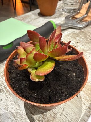 Planta suculenta en maceta