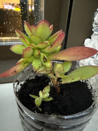 Planta suculenta en maceta