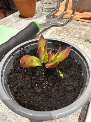 Planta suculenta en maceta