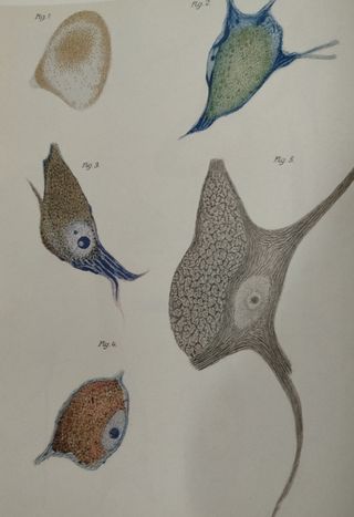 Neurología. Sistema nervioso. Medicina