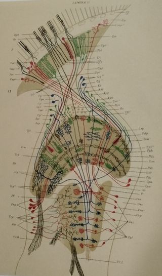 Neurología. Sistema nervioso. Medicina