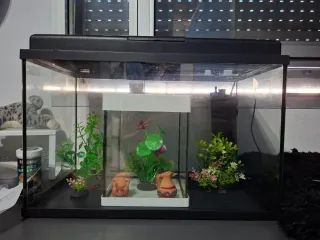 2 Acuarios con motor y decoración