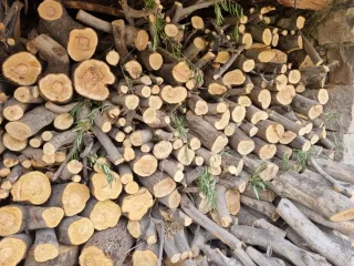 Madera de olivo para leña