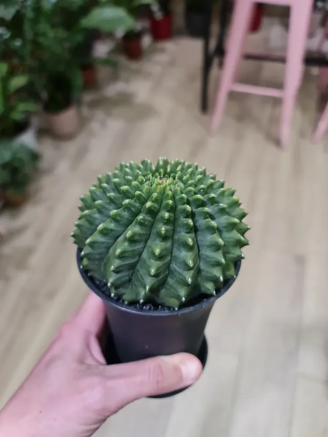 Cactus Gymnocalycium