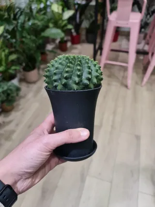 Cactus Gymnocalycium