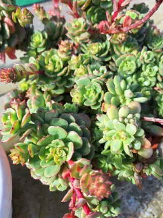 Pianta grassa succulenta