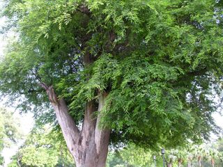 Semillas para frutales variadas