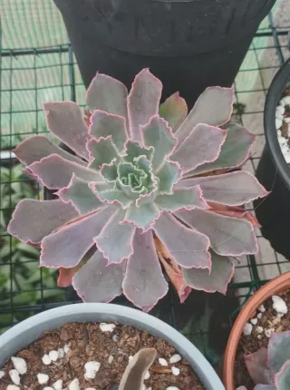 Echeveria Neon Brackers