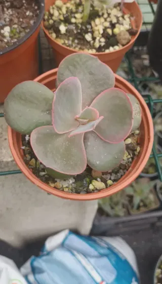 Echeveria Gibbiflora