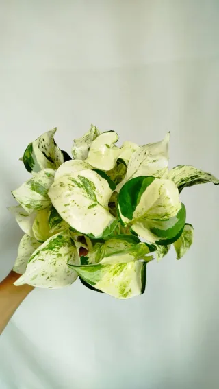 Planta Potho Manjula