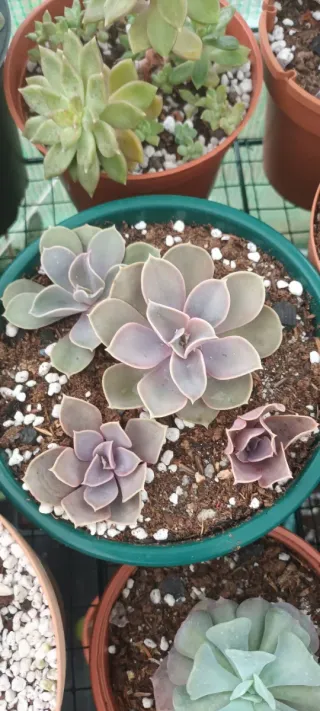 4 Echeverias Perle Von Nurnberg