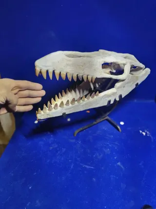 Fósil de cráneo mosasaurio natural