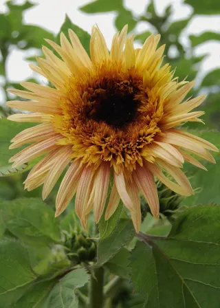Girasol Astra Rose