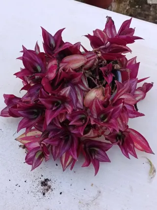 Planta Tradescantia morada