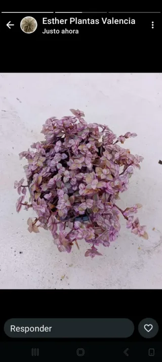 Planta ornamental morada