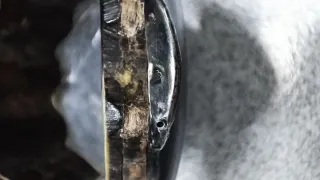 Caja Rapé Siglo XIX Cuerno y Plata