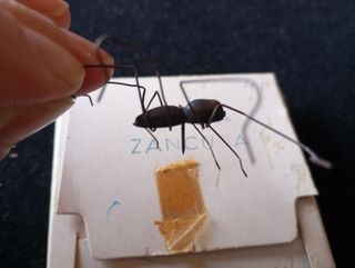 Juguete de araña Zancuda