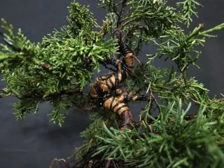 Bonsái Junípero Kishu 2