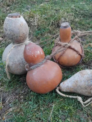 Semillas de calabazas lagenarias