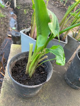 Plantas Cala Blancas en maceta