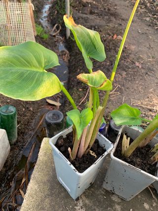 Plantas Cala Blancas en maceta
