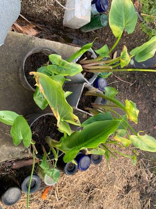 Plantas Cala Blancas en maceta
