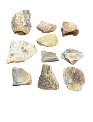 Huesos de Dinosaurio Fósiles