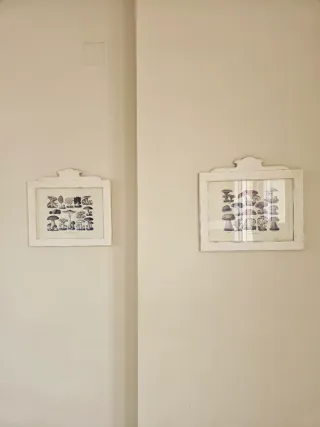 Cuadros botánicos de setas