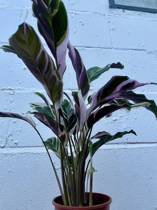 Calathea “White Fusion”