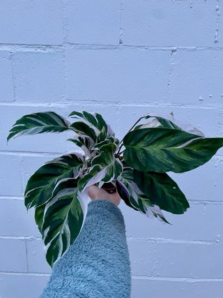 Calathea “White Fusion”