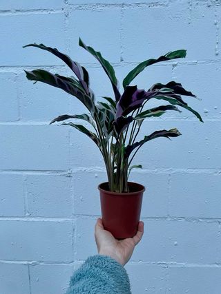 Calathea “White Fusion”