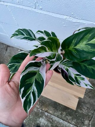 Calathea “White Fusion”