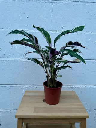 Calathea “White Fusion”